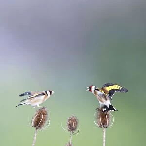 Goldfinches - fighting - Bedfordshire - UK 007026