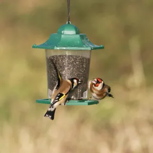 Goldfinches - Fighting at niger feeder Bedfordshire, UK