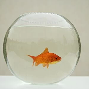 Goldfish – alone in goldfish bowl