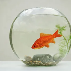 Goldfish – in goldfish bowl with weed