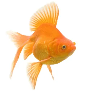 Goldfish - studio shot Goldfish - studio shot