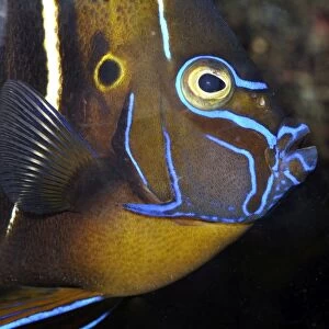 Goldtail Angelfish, Indian Ocean coastal reefs, East Africa to western Australia