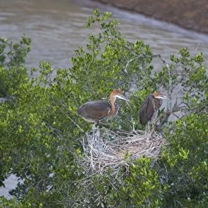 Goliath Heron - Chicks in nest along Mara River Maasai Mara Triangle, Kenya