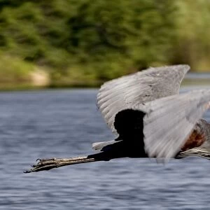 Goliath Heron - In flight - Moremi - Okavango Delta - Botswana - Africa