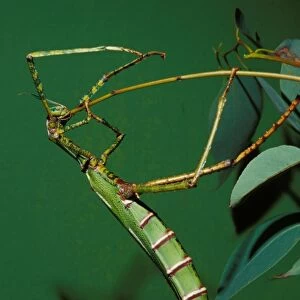 Goliath stick insect - female eating moulted leg after ecdysis or moulting. Females can reach 20 cm