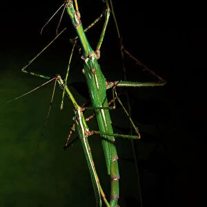 Goliath stick insect - male, left, and female mating. Males measure 12 to 14 cm, females 17 to 20 cm