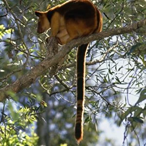 Goodfellows Tree Kangaroo - endangered South East New Guinea
