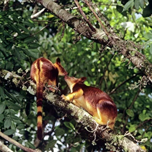 Goodfellow's Tree-Kangaroo - female and joey, Montane forest of central cordillera, Papua New Guinea JPF27509