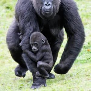 Gorilla - female carrying baby animal, distribution - central Africa, Congo, Zaire, Rwanda