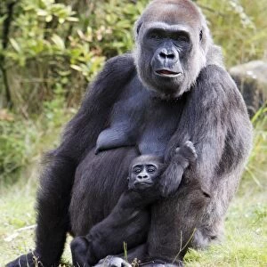 Gorilla - female tending baby animal, distribution - central Africa, Congo, Zaire, Rwanda