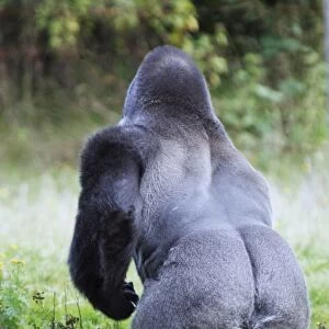 Gorilla - male, view from behind, distribution - central Africa, Congo, Zaire, Rwanda