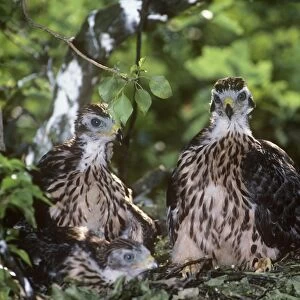 Goshawk - two fledglings