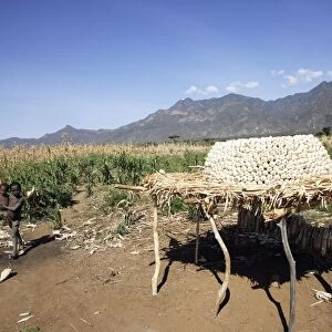 Granary - Maize / Corn / Sweetcorn - being stored. Borena - Ethiopia