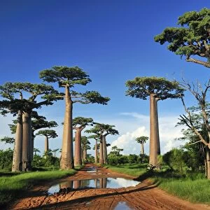 Grandidier's Baobab - near Morondava - Madagascar