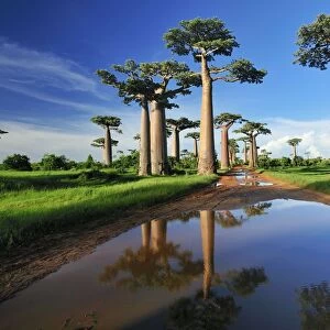 Grandidier's Baobab - near Morondava - Madagascar