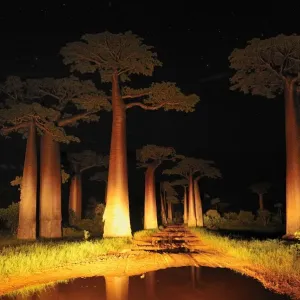 Grandidier's Baobab at night - near Morondava - Madagascar