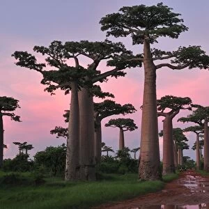 Grandidier's Baobab at sunset - near Morondava - Madagascar