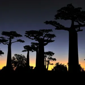 Grandidier's Baobab at sunset - near Morondava - Madagascar Grandidier's Baobab at sunset - near Morondava - Madagascar