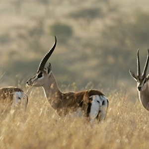 Grant's gazelle - three in grass. Kenya - Africa