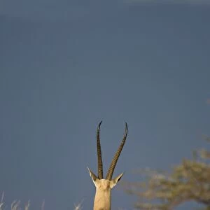 Grant's Gazelle Lewa Conservancy, Kenya