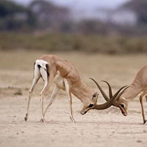 Grant's Gazelle - males fighting Maasai Mara, Kenya, Africa