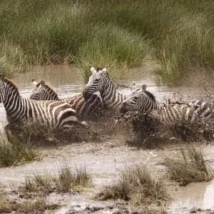 Grant's Zebra - herd crossing a river - Serengeti NP - Tanzania Grant's Zebra - herd crossing a river - Serengeti NP - Tanzania