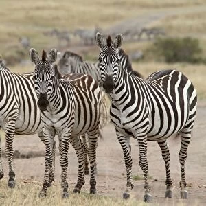 Grant's Zebra - herd - Maasai Mara - Kenya