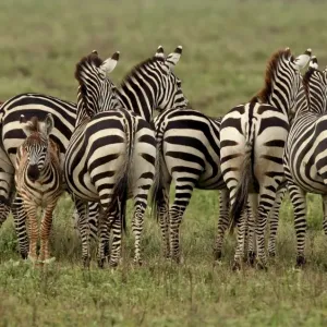 Grant's Zebra - herd with young one - Serengeti NP - Tanzania Manipulated image: animal removed from background Grant's Zebra - herd with young one - Serengeti NP - Tanzania Manipulated image: animal removed from background