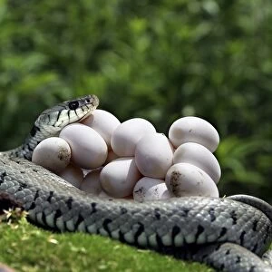 Grass / Ringed Snake - coiled around eggs. Alsace - France