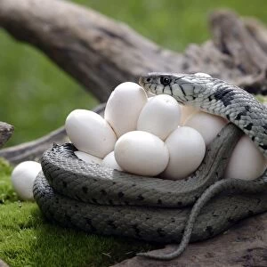 Grass / Ringed Snake with eggs