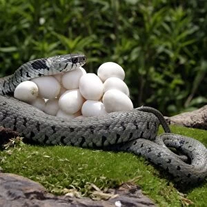 Grass / Ringed Snake with eggs. France