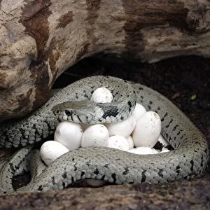 Grass / Ringed Snake - at nest, coiled around eggs. Alsace. France