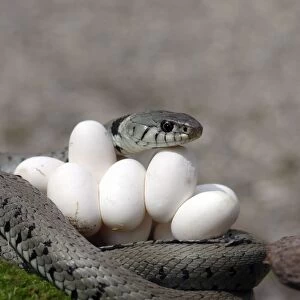 Grass / Ringed Snake - at nest protecting eggs. Alsace. France