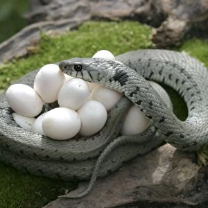 Grass / Ringed Snake - protecting eggs. Alsace. France