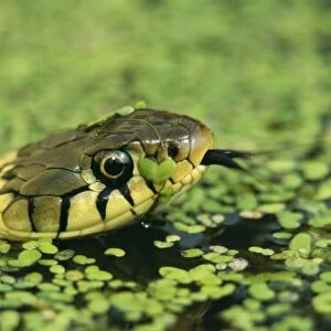 Grass Snake CAN 27 In duckweed, UK. Natrix natrix © John Cancalosi / ARDEA LONDON
