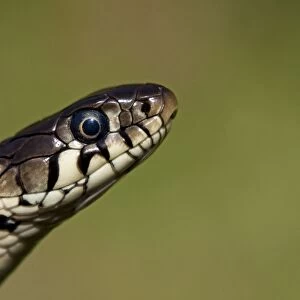 Grass snake - Close-up of head, Wiltshire, England, UK