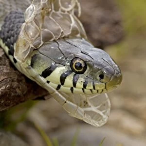 Grass Snake - Shedding Skin - UK - Largely diurnal - Found in nearly all Europe - When disturbed may hiss and strike but rarely bites - Often voids foul-smelling contents of anal gland when handled