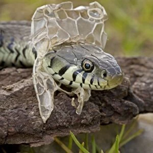Grass Snake - Shedding Skin - UK - Molting - Largely diurnal - Found in nearly all Europe - When disturbed may hiss and strike but rarely bites - Often voids foul-smelling contents of anal gland when handled