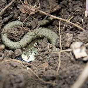 Grass snake - Single adult buried in compost heap, Wiltshire, England, UK