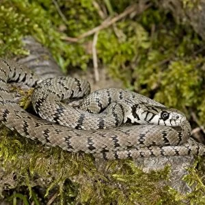 Grass Snake - subspecies - sardo-corsican endemic - Corsica - France