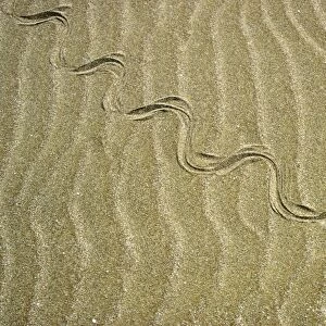 Grass Snake - tracks in sand dunes - desert - Caspian sea shore - near Krasnovodsk -Turkmenistan - Spring - April Tm31. 0507