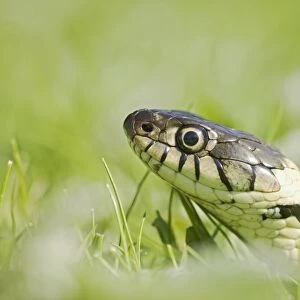 Grass Snake – side view – close up -moving through grass Bedfordshire UK 004651