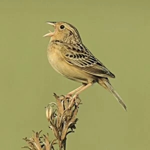 Grasshopper Sparrow - on territory Connecticut, USA