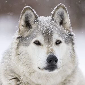 Gray / Grey / Timber Wolf - male in snow - controlled conditions