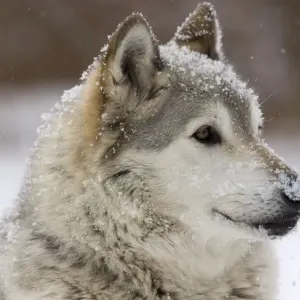 Gray / Grey / Timber Wolf - male in snow - controlled conditions Gray / Grey / Timber Wolf - male in snow - controlled conditions