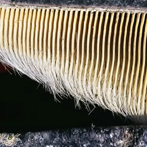 Gray Whale Baleen, hang from upper part of the mouth