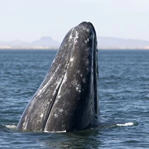 Gray whale, spyhopping, San Ignacio Lagoon, Baja California South, Mexico