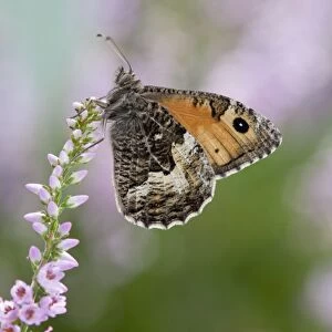 Grayling Butterfly - on heather - Cornwall - UK
