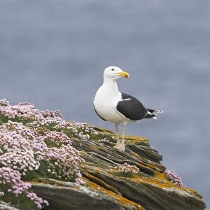 Great Black-Backed Gull - On thrift covered cliff top Noss National Nature Reserve, Shetland, UK BI010780