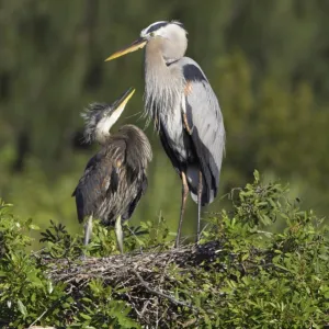 Great Blue Heron - chick begging for food Venice Rookery, florida, USA BI000604